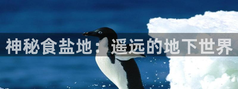 威九国际的女主