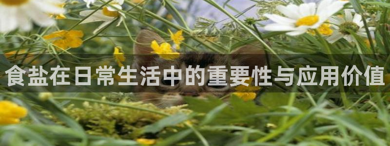 威九国际MV